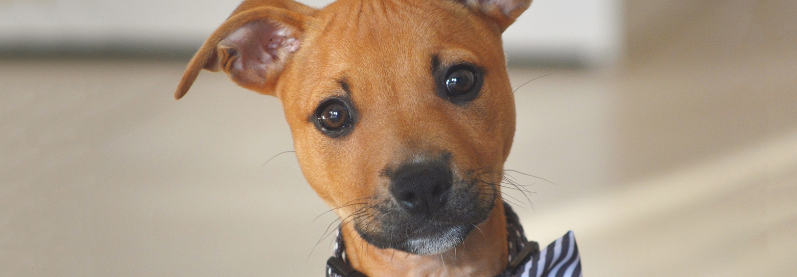 rspca